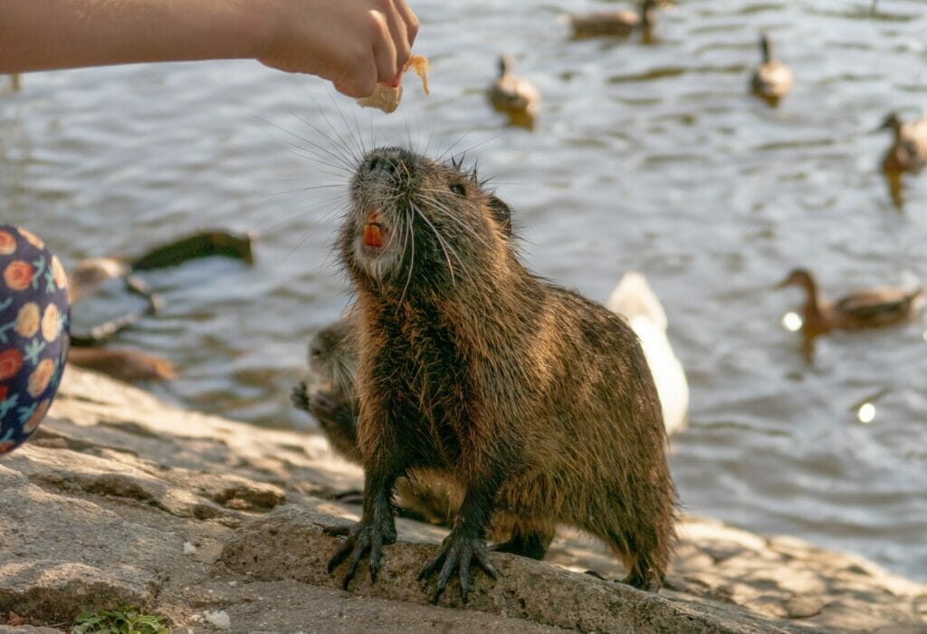 person feeding the beaver